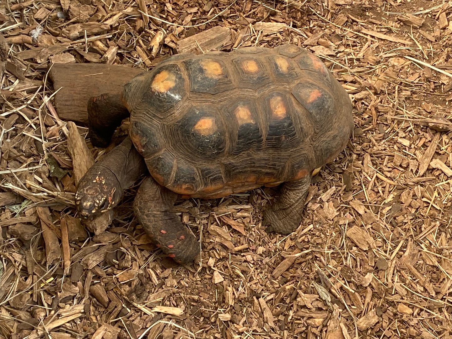 Red-footed tortoise 140923