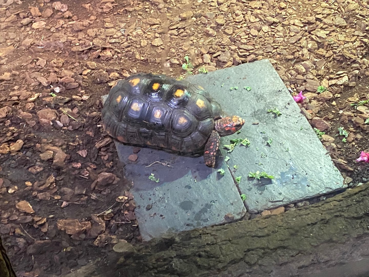 Red-footed tortoise 140923