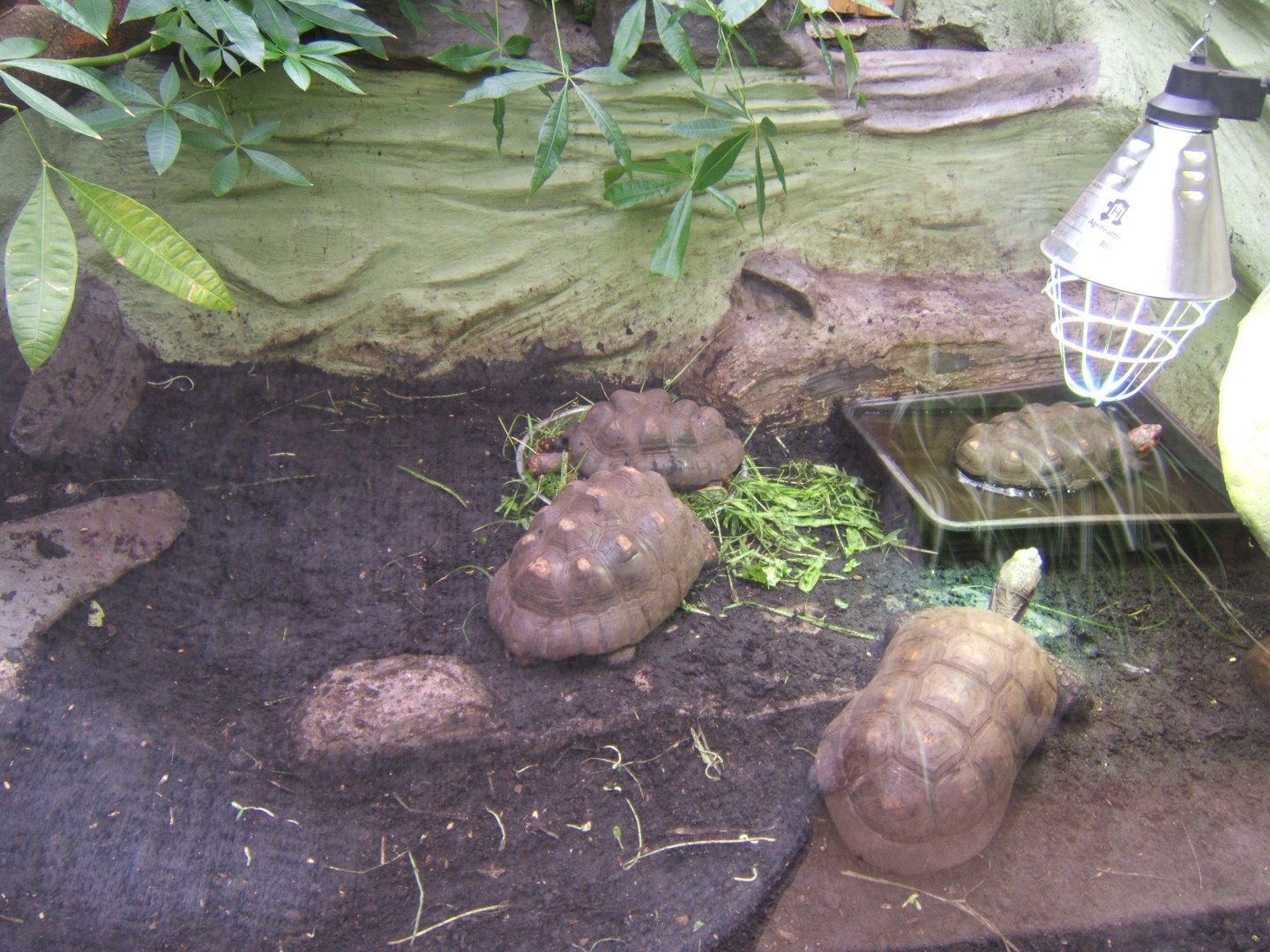 Red-footed Tortoise 16/09/2017