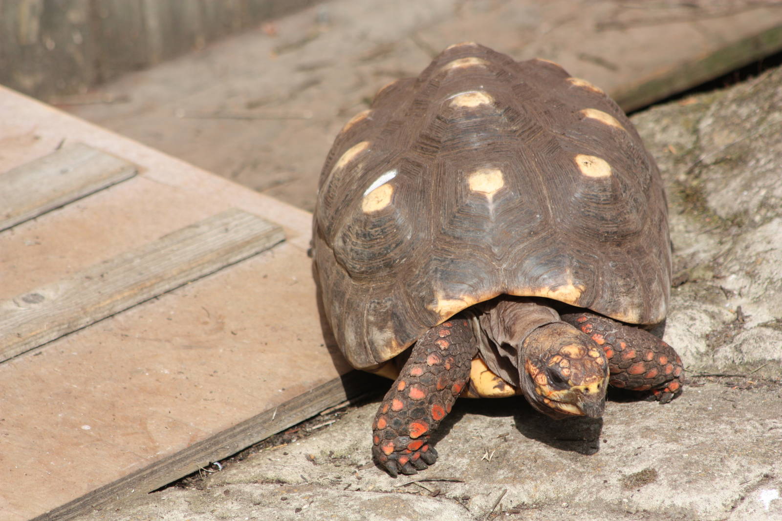 Red-footed Tortoise, 1st September 2014