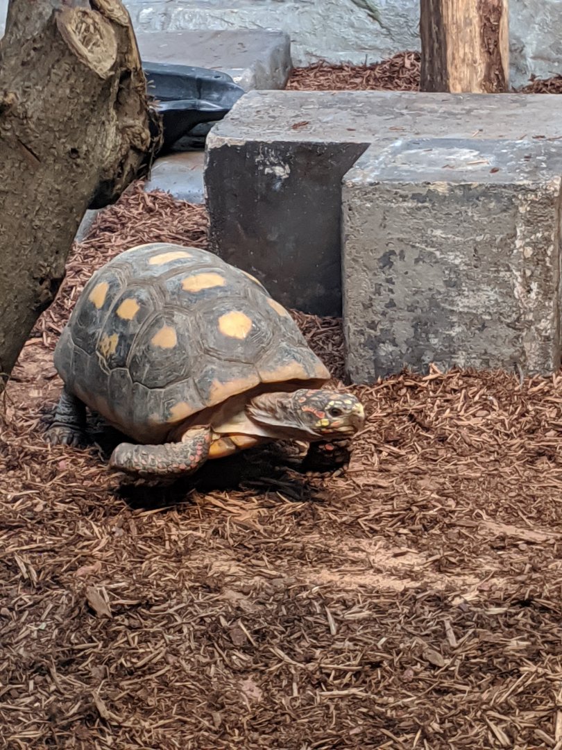 Red-footed Tortoise - 24-08-2020