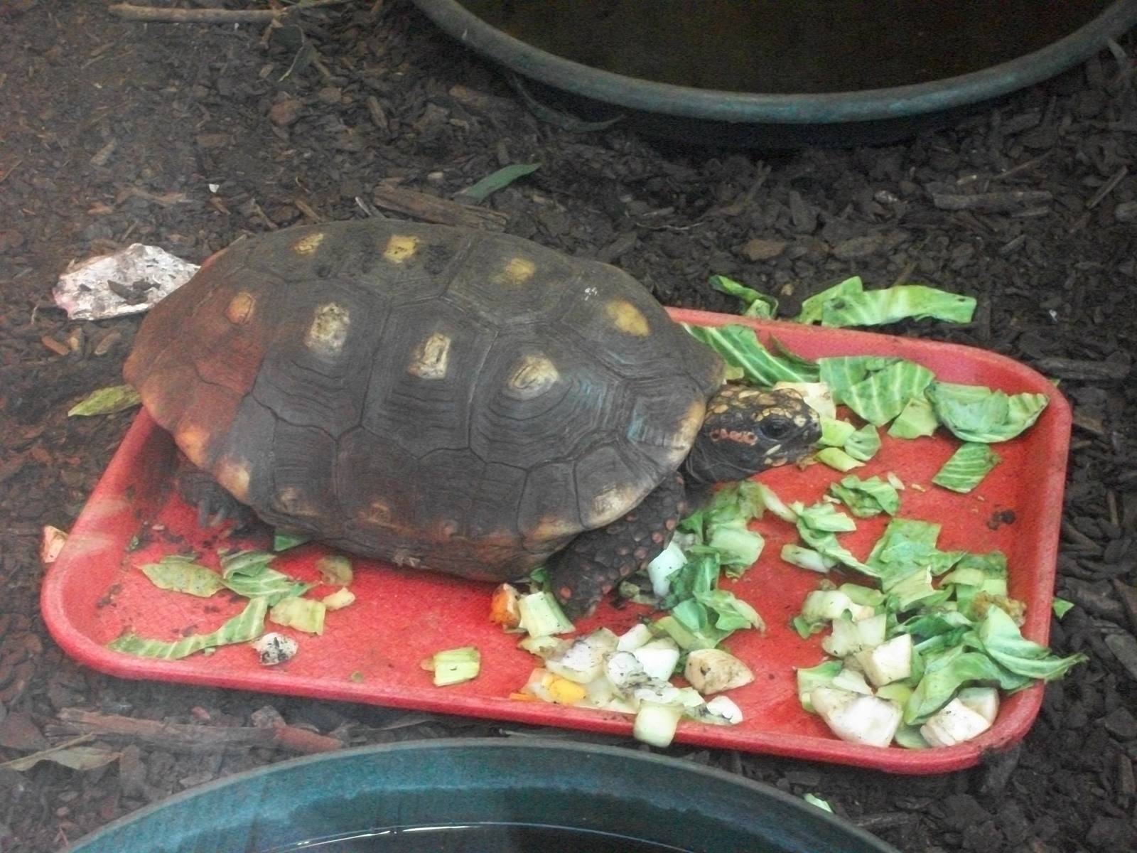 Red-footed Tortoise 27th December 2012