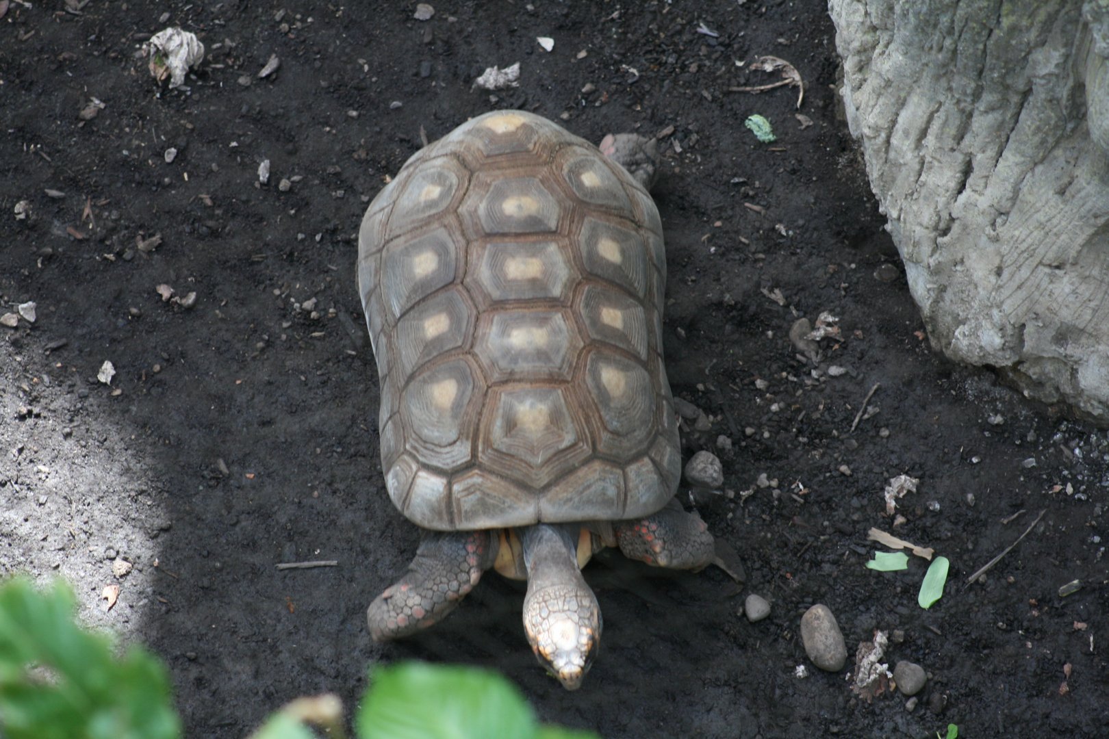 Red Footed Tortoise (3/9/2025)