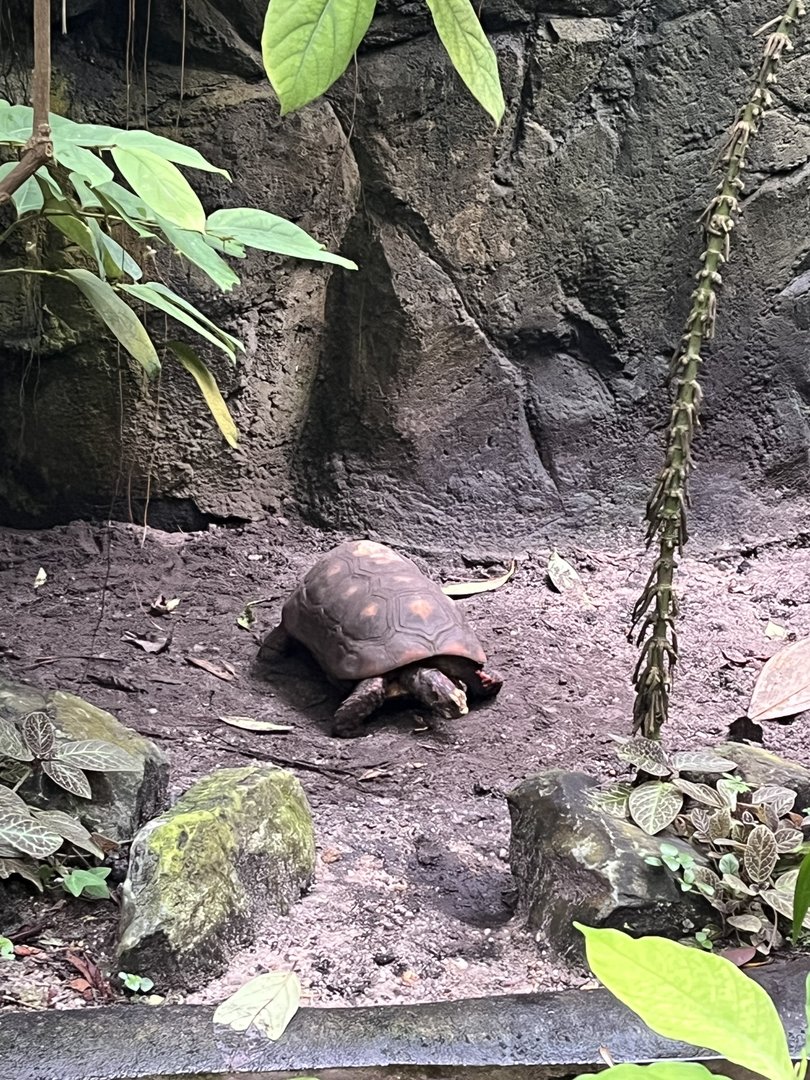 Red-Footed tortoise 6.7.23