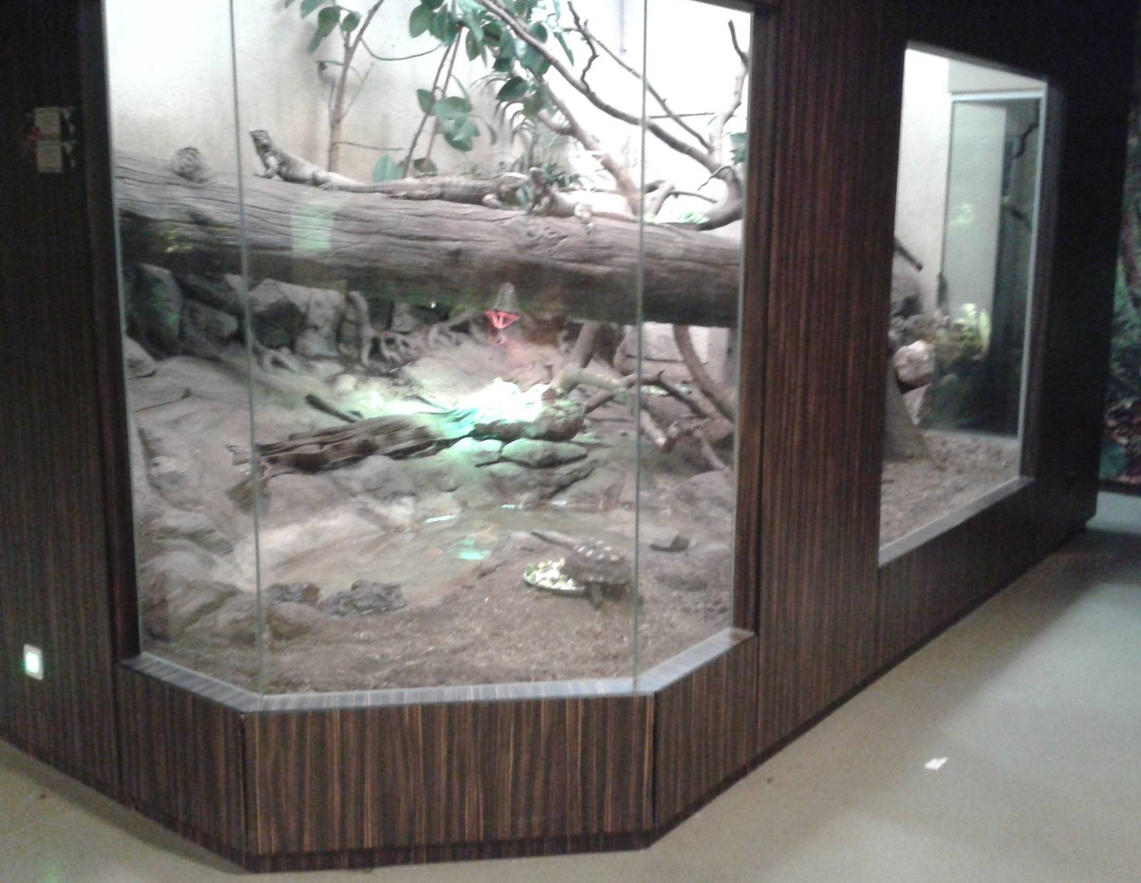 Red-footed tortoise and Cuban ground iguana enclosure
