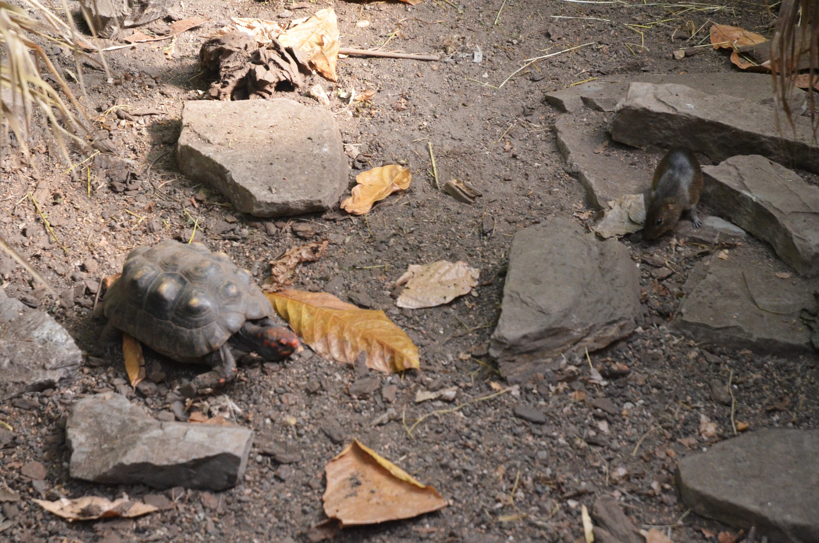 Red-footed Tortoise and Giant Cavy at Duisburg, 17/06/19