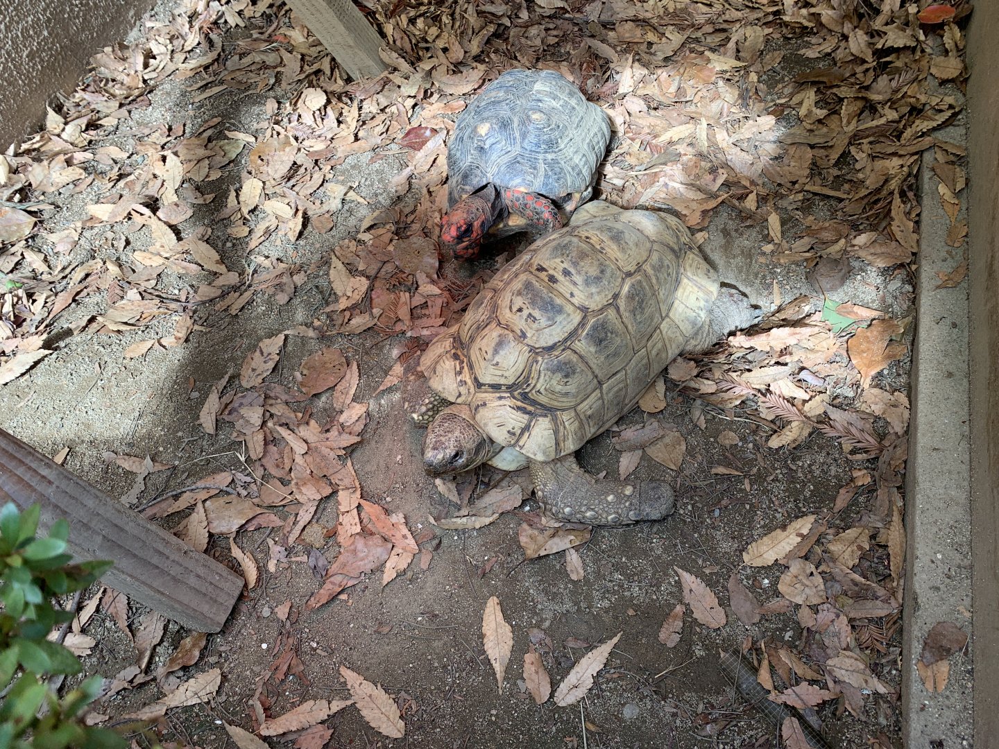 Red-footed Tortoise and Leopard Tortoise (Himeji City Zoo)
