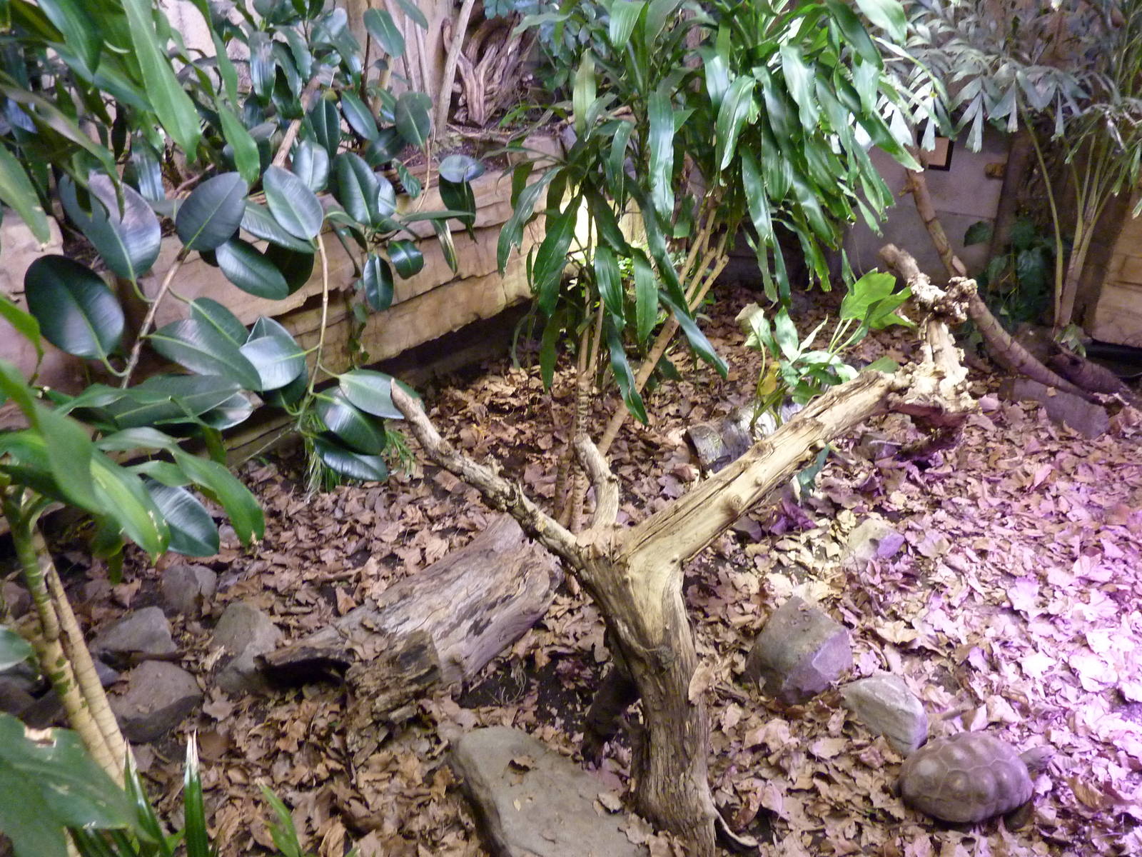 Red-Footed Tortoise/Armadillo Exhibit