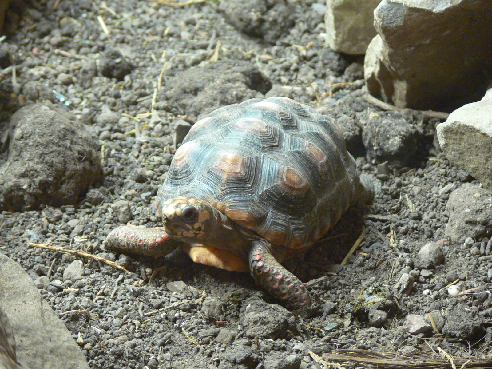 Red Footed Tortoise at Blackpool Zoo, 07/07/13