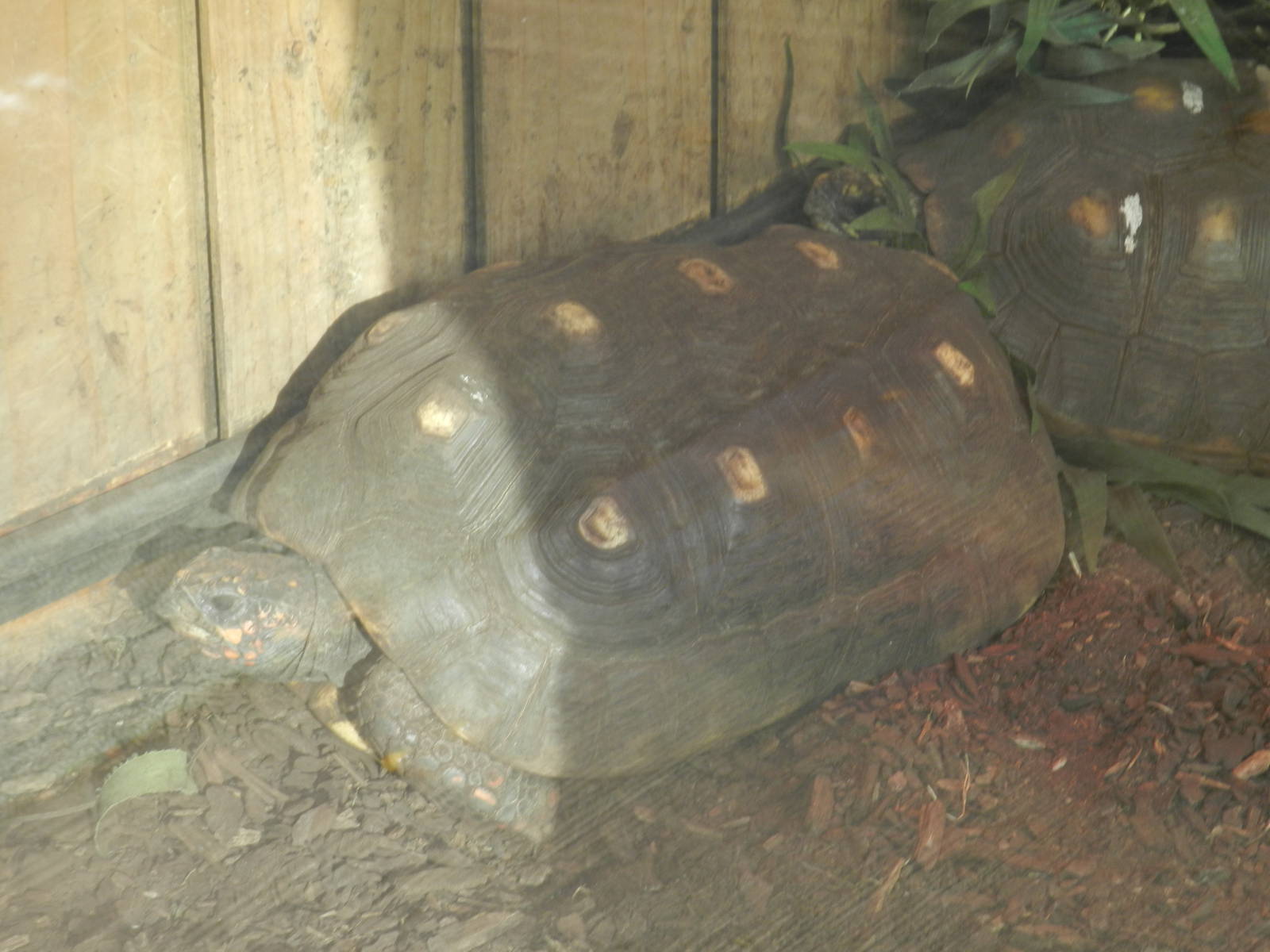 Red-footed Tortoise at Flamingo Land - 14/10/2012