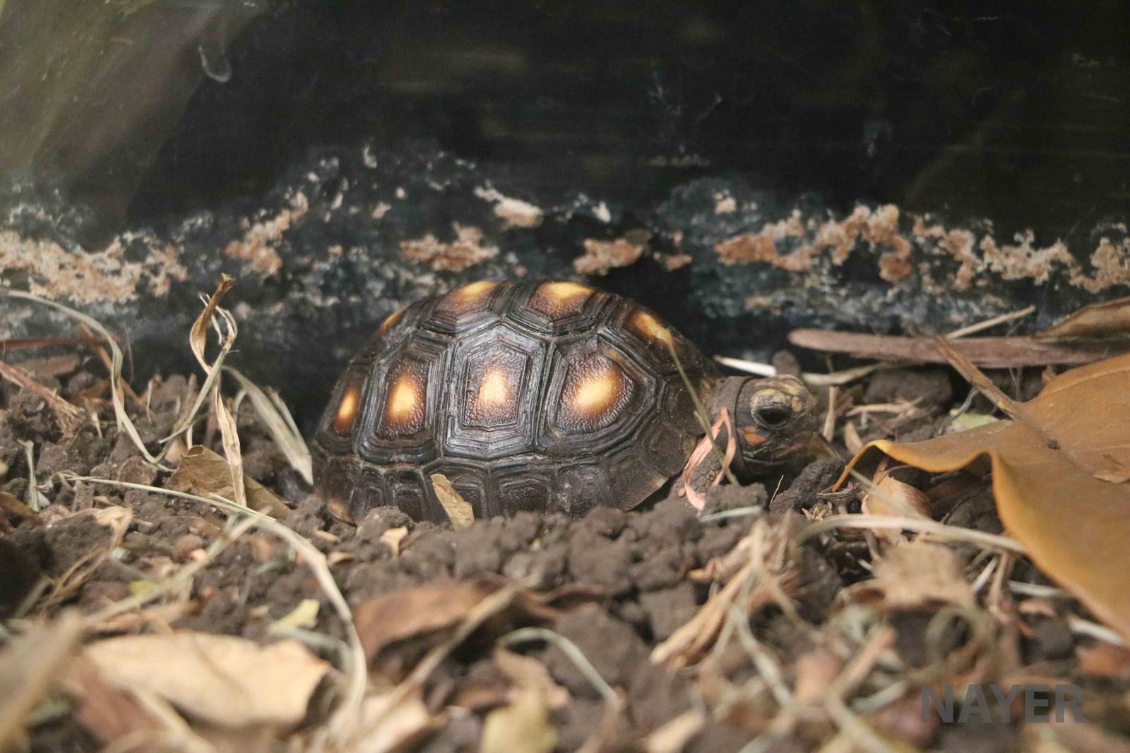 Red-footed tortoise - Bioparque la Reserva, March 2016