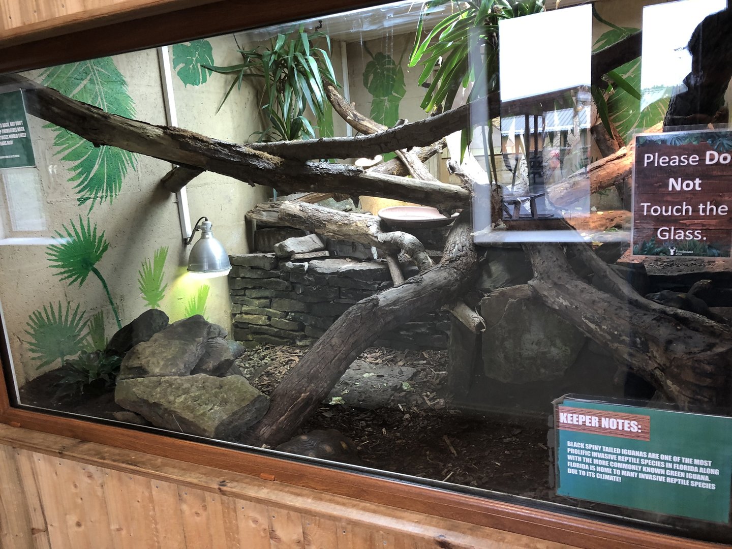 Red-footed Tortoise / Black Spiny-tailed Iguana Enclosure at Ponderosa Zoo (October 2022)