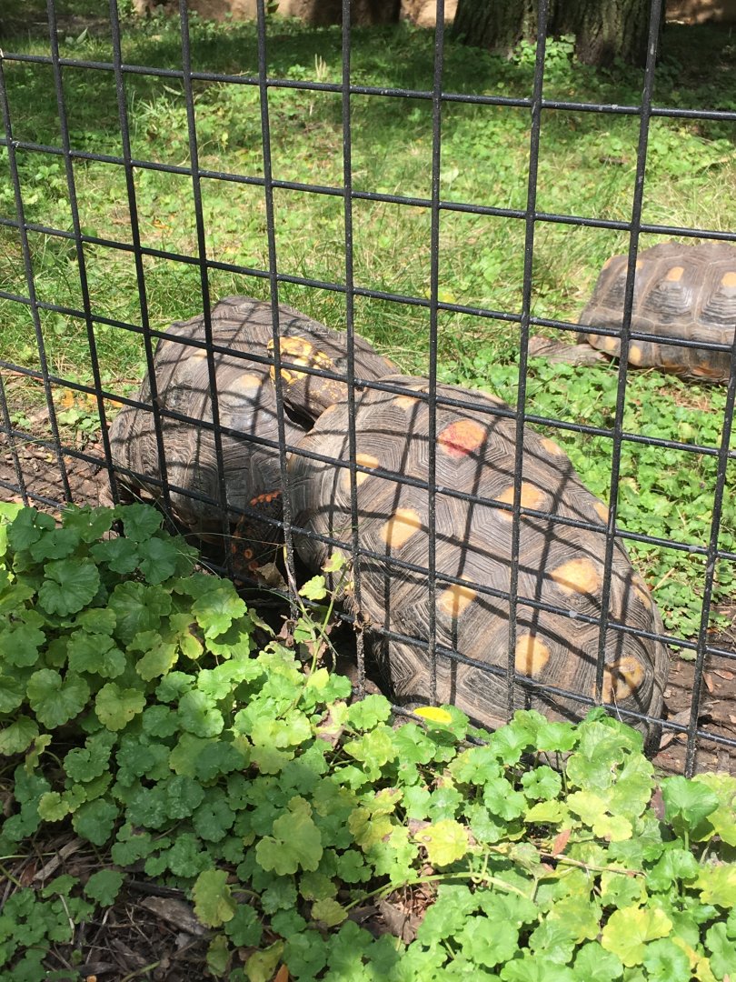 Red-Footed Tortoise Brawl