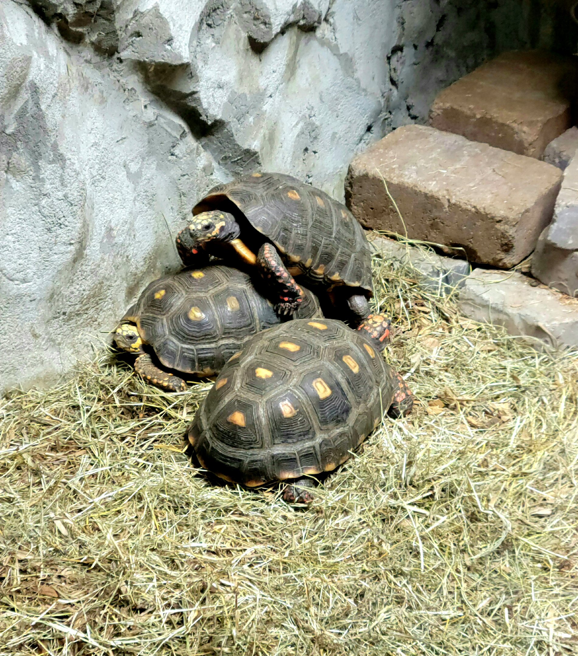 Red-Footed Tortoise-Bright's Zoo
