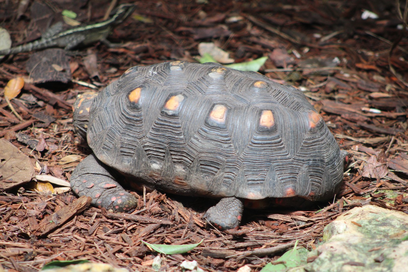 Red-Footed Tortoise (C. carbonarius) + Brown Basilisk (B. vittatus)