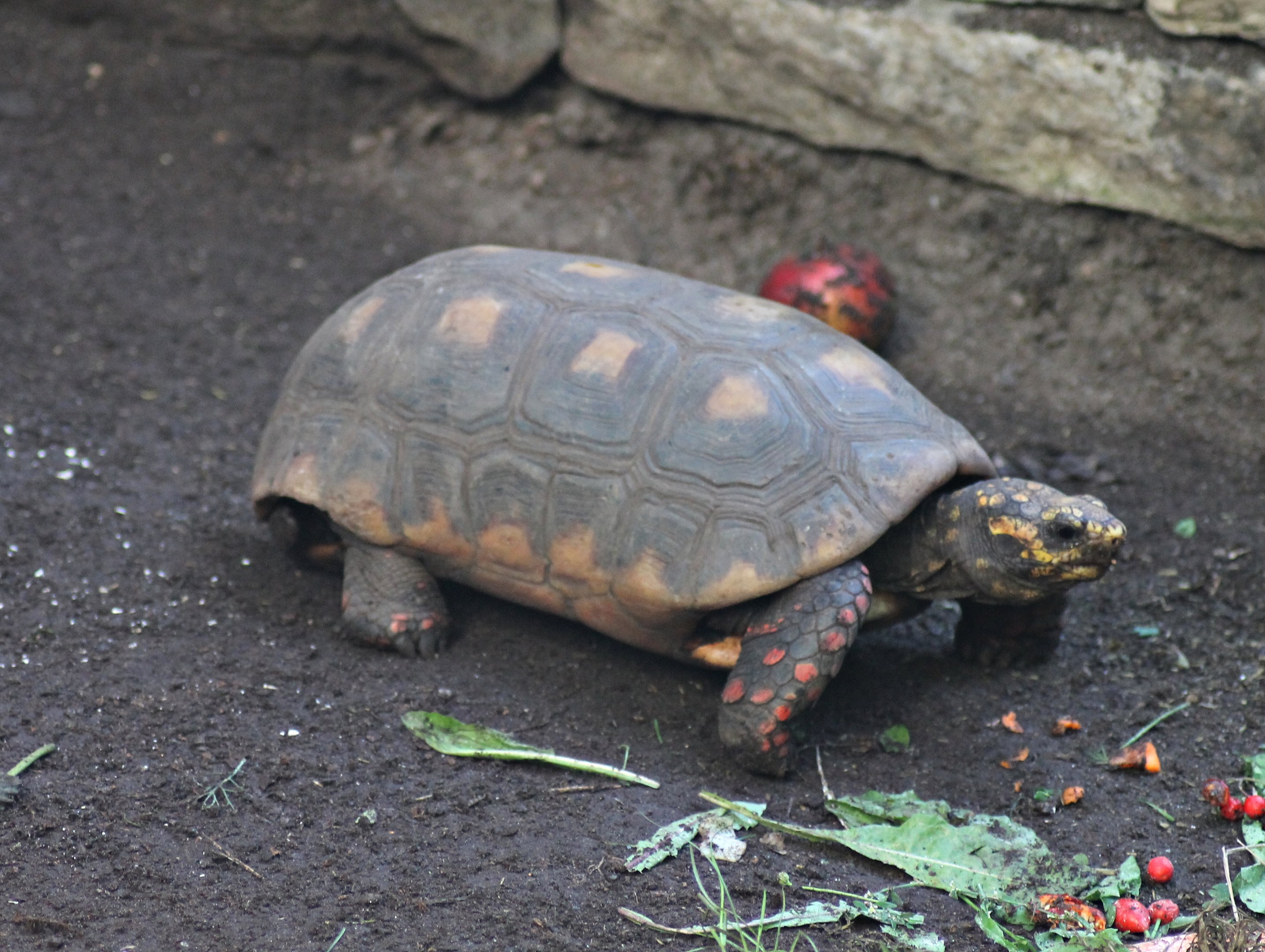 Red-footed tortoise (Chelonoidis carbonaria)