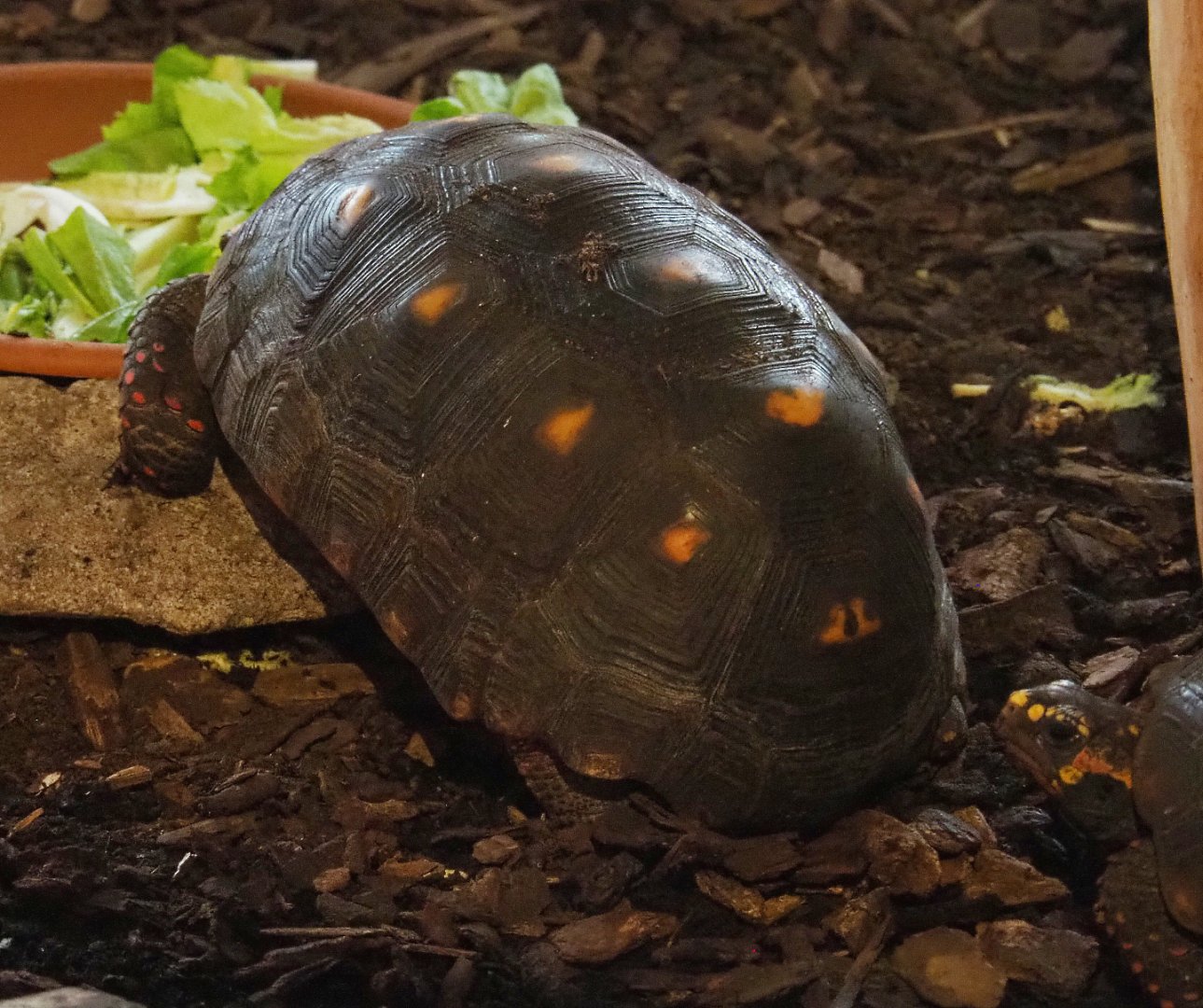 Red-footed tortoise (Chelonoidis carbonarius), 2020-09-12