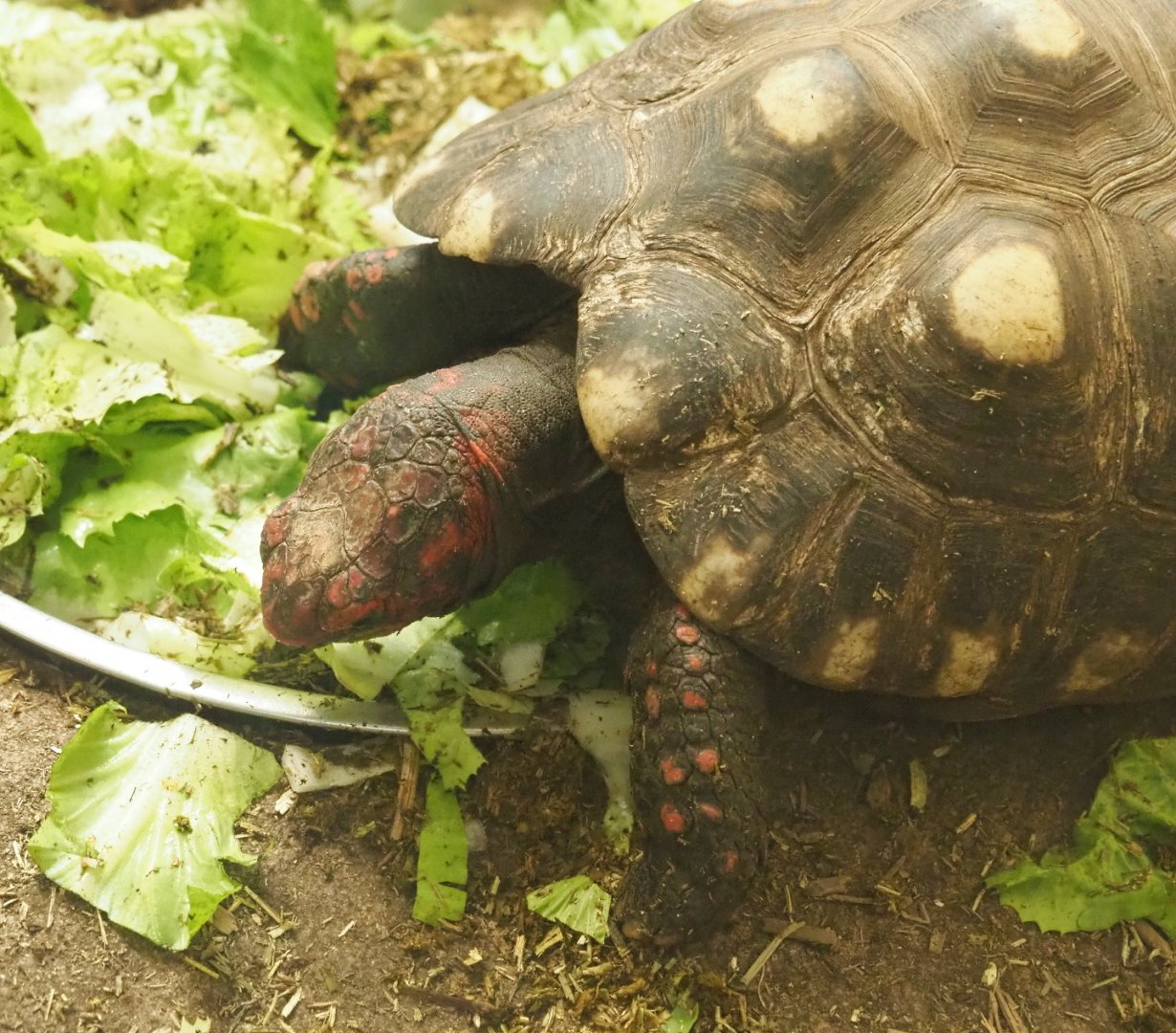 Red-footed tortoise (Chelonoidis carbonarius), 2021-07-17