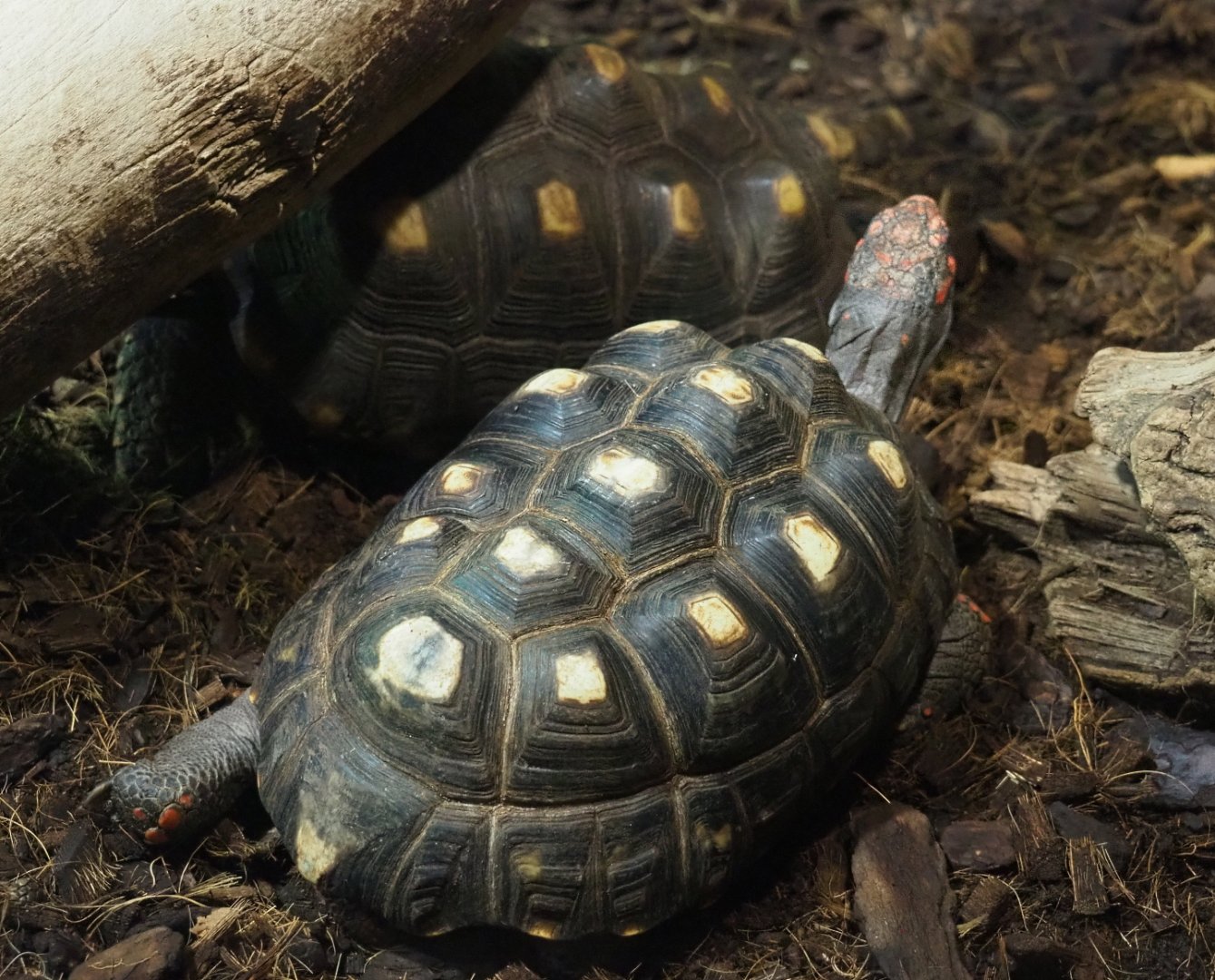Red-footed tortoise (Chelonoidis carbonarius), 2021-09-03