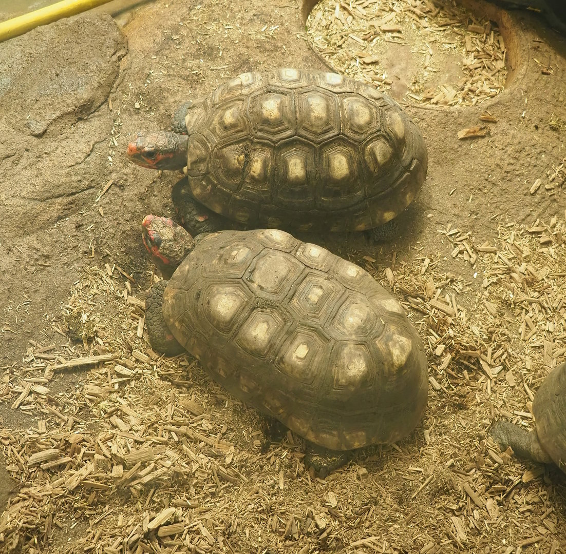 Red-footed tortoise (Chelonoidis carbonarius), 2022-09-04