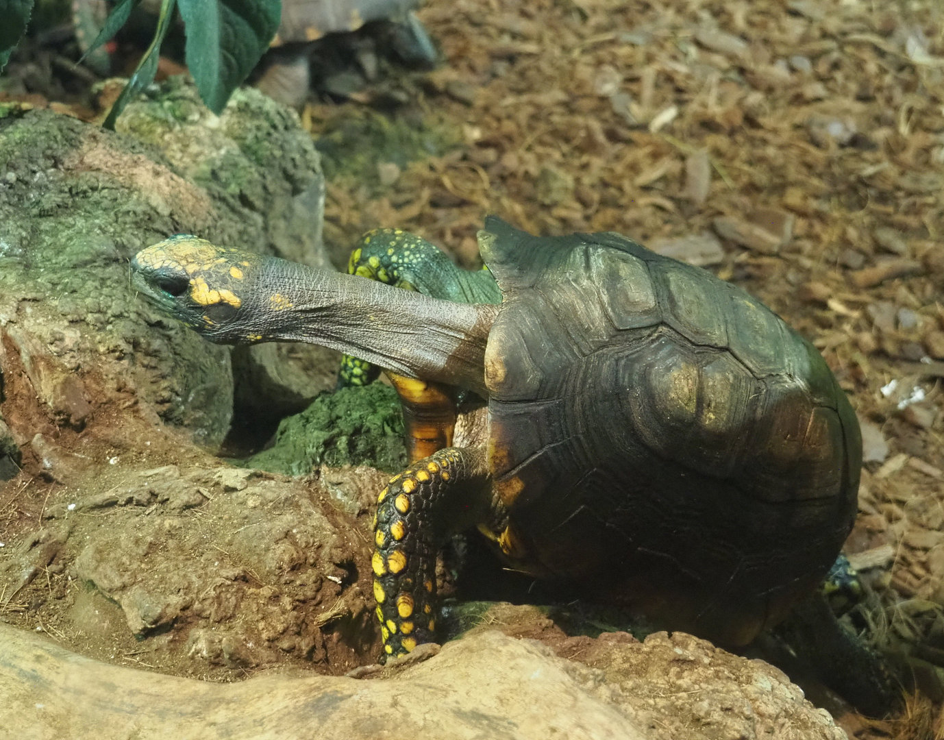Red-footed tortoise (Chelonoidis carbonarius), 2022-09-14