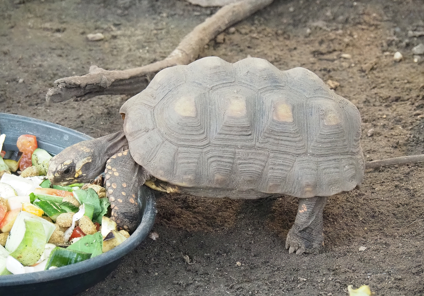 Red-footed tortoise (Chelonoidis carbonarius), 2022-10-09