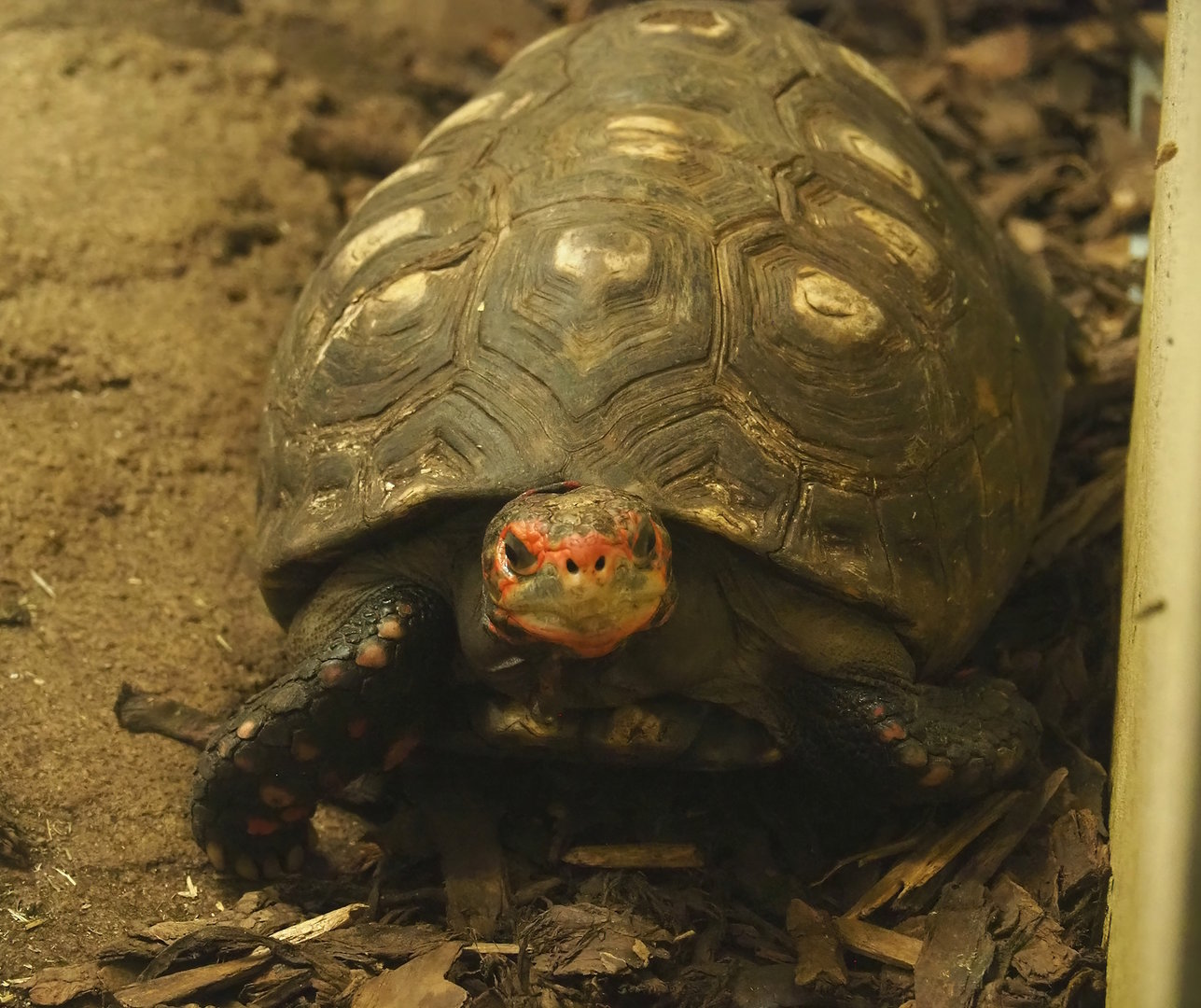 Red-footed tortoise (Chelonoidis carbonarius), 2022-10-29