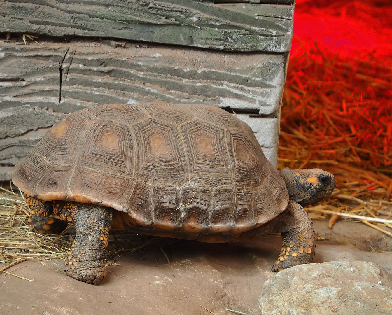 Red-footed tortoise (Chelonoidis carbonarius), 2023-05-19