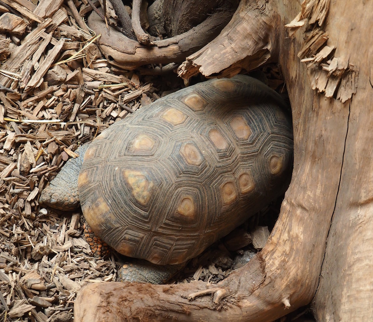 Red-footed tortoise (Chelonoidis carbonarius), 2023-05-19