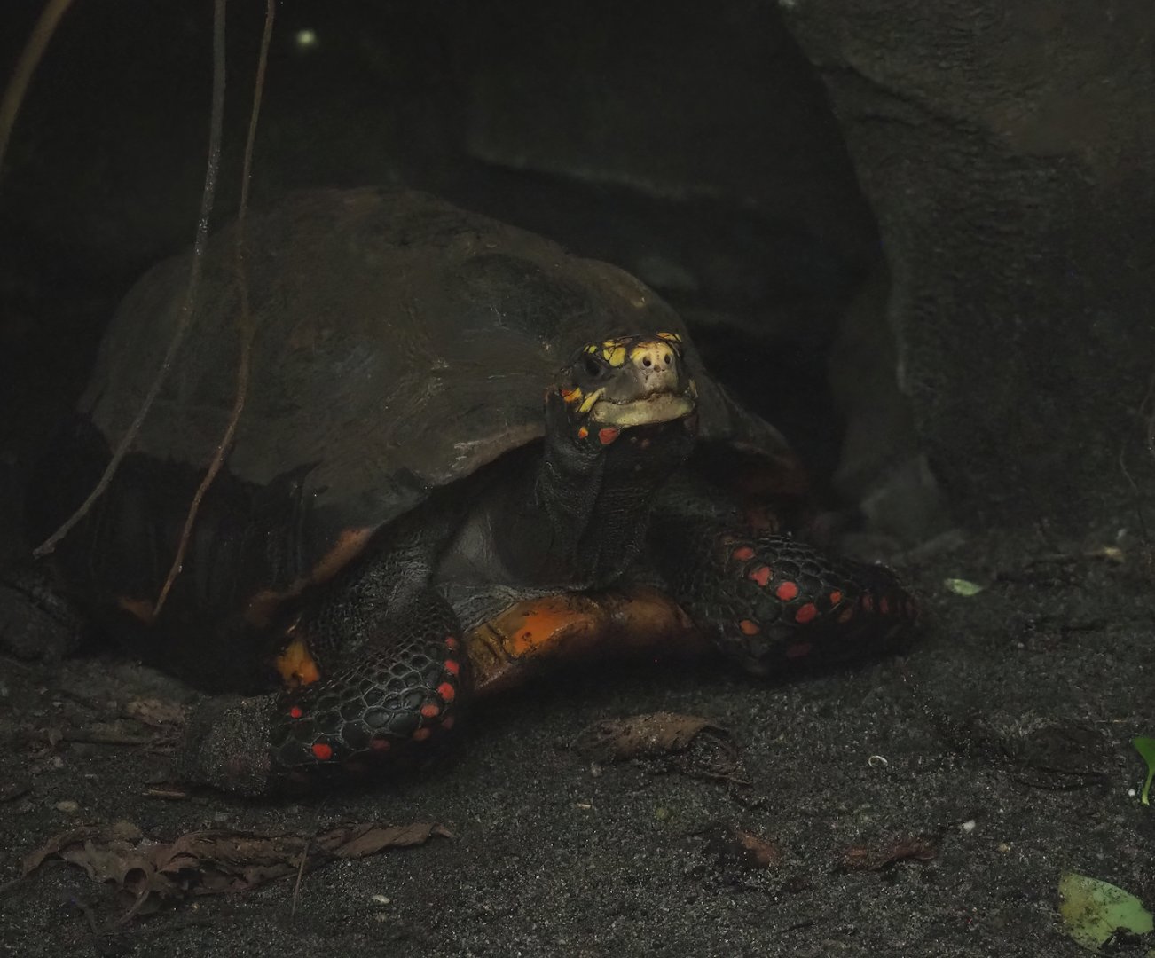 Red-footed tortoise (Chelonoidis carbonarius), 2023-10-07