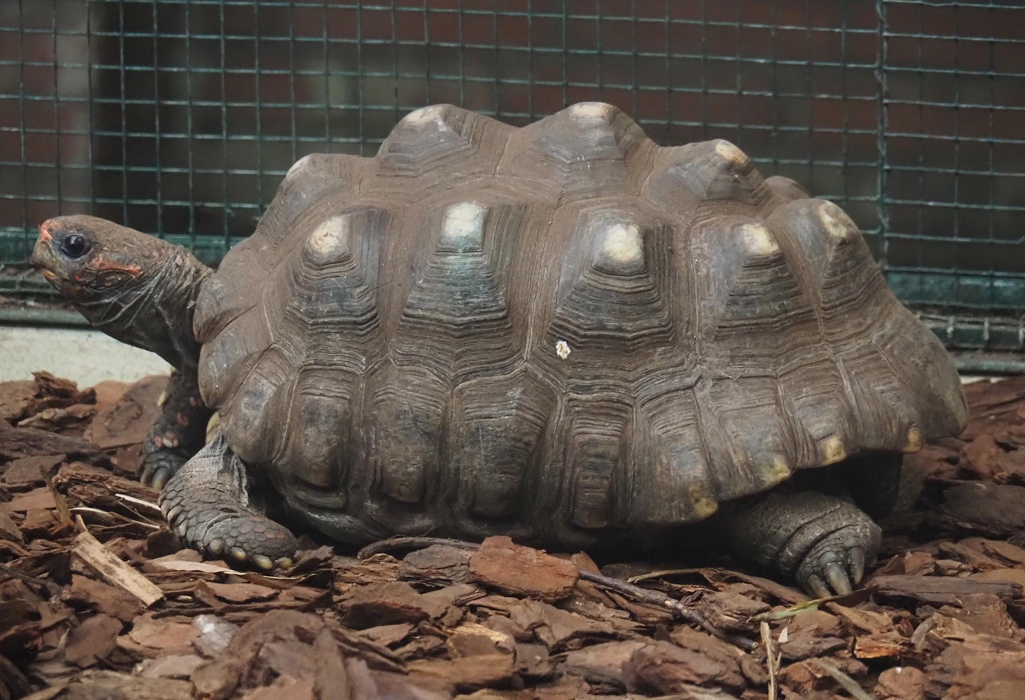 Red-footed tortoise (Chelonoidis carbonarius), 2024-05-22
