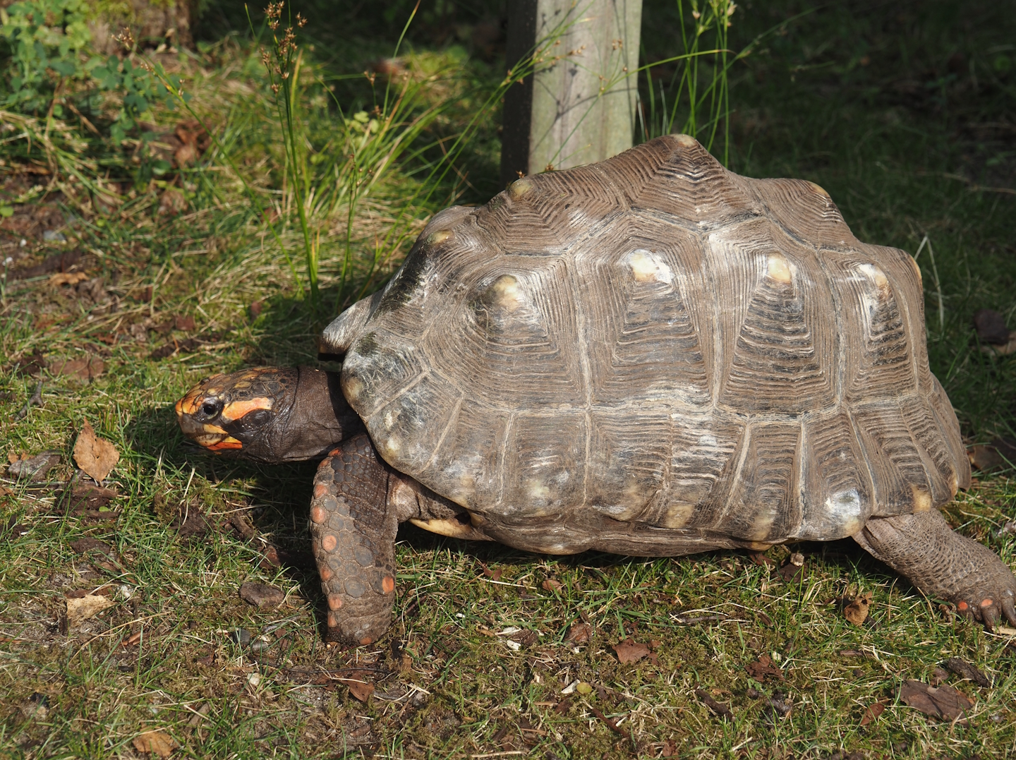 Red-footed tortoise (Chelonoidis carbonarius), 2024-08-18
