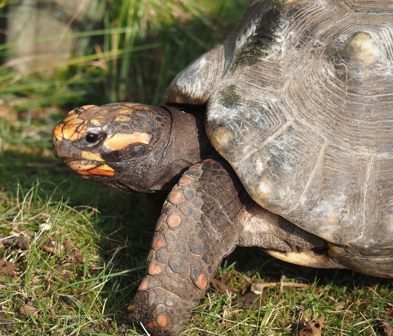 Red-footed tortoise (Chelonoidis carbonarius), 2024-08-18
