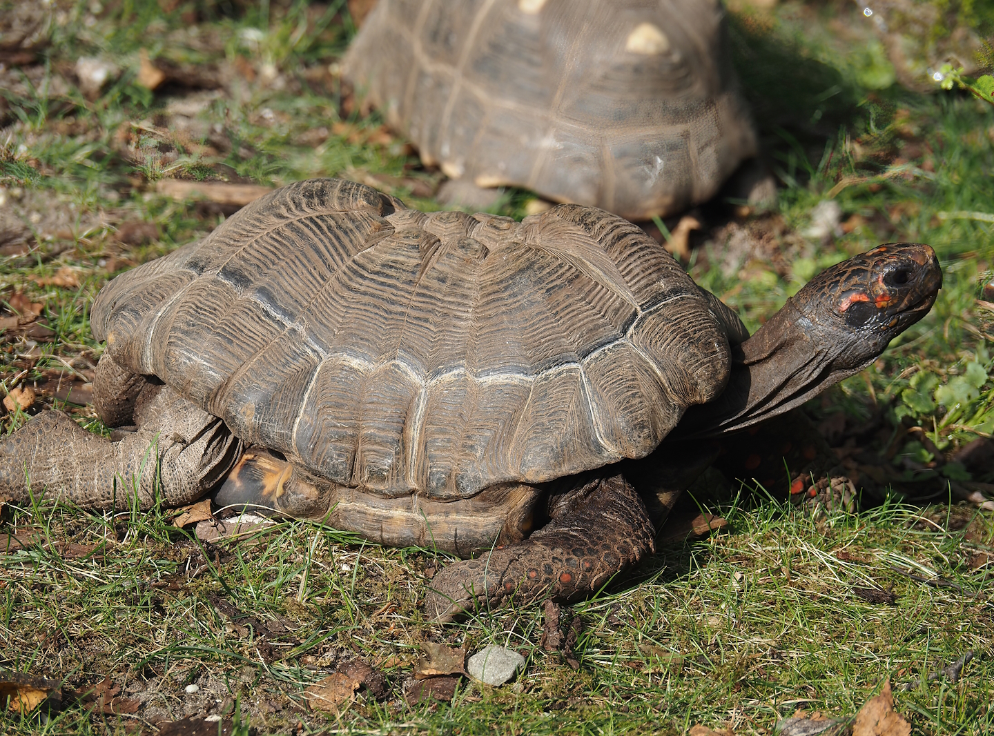 Red-footed tortoise (Chelonoidis carbonarius), 2024-08-18