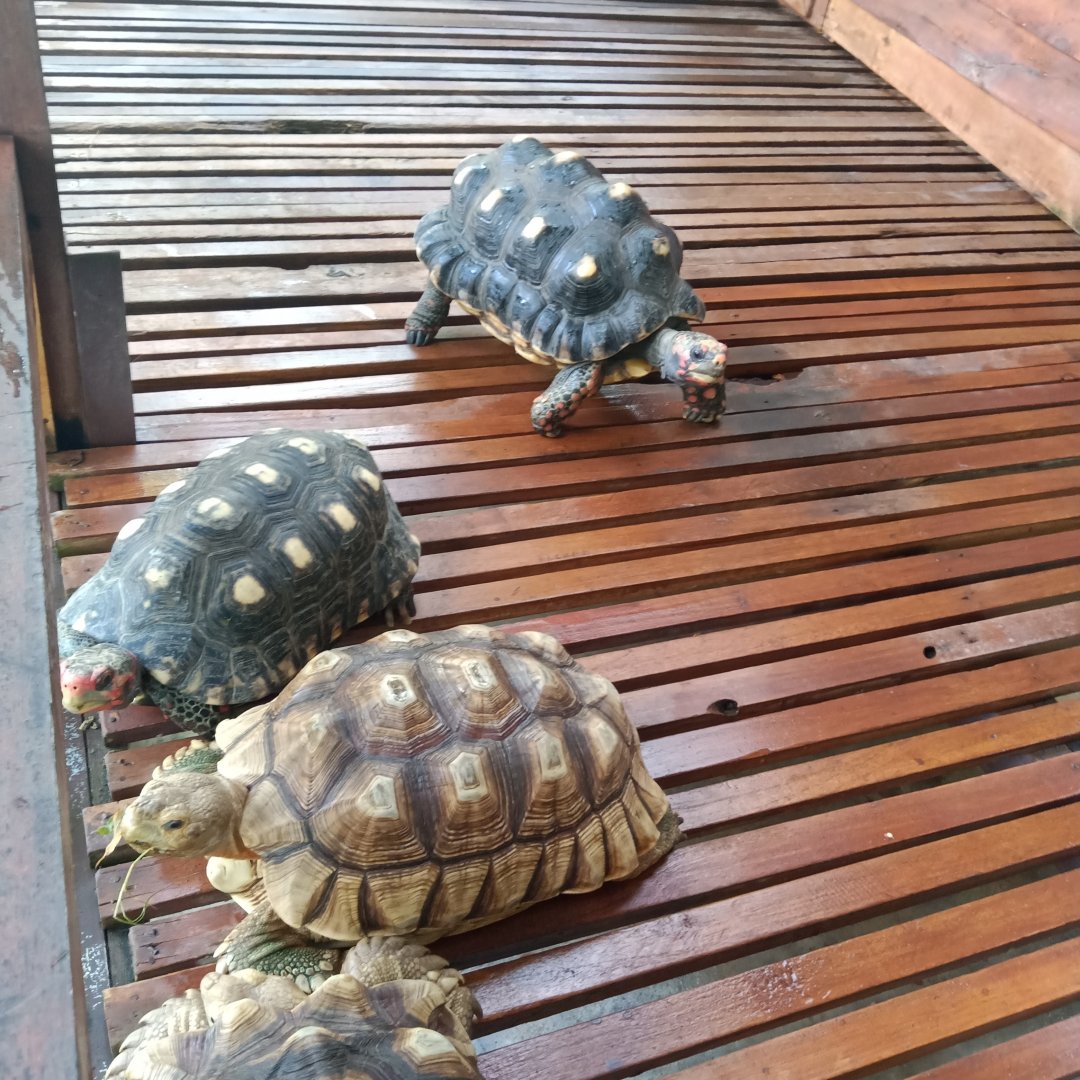 Red-footed tortoise (Chelonoidis carbonarius) and juvenile African spurred tortoise