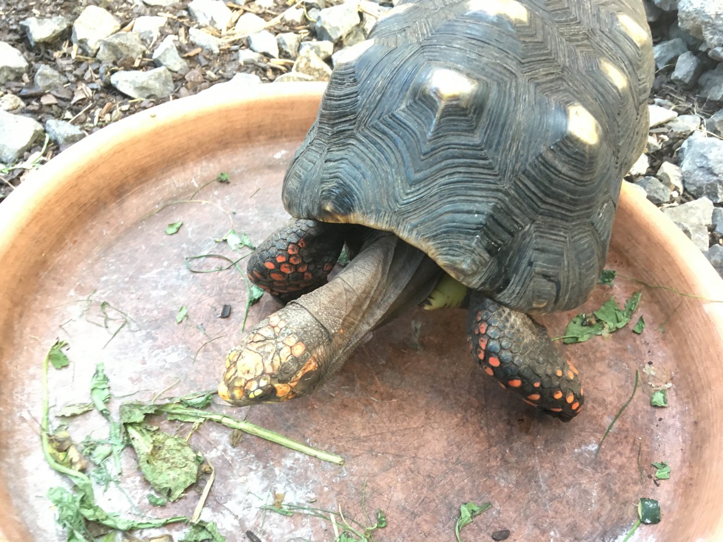 Red-footed tortoise (Chelonoidis carbonarius) at the Reptile Village Conservation Zoo