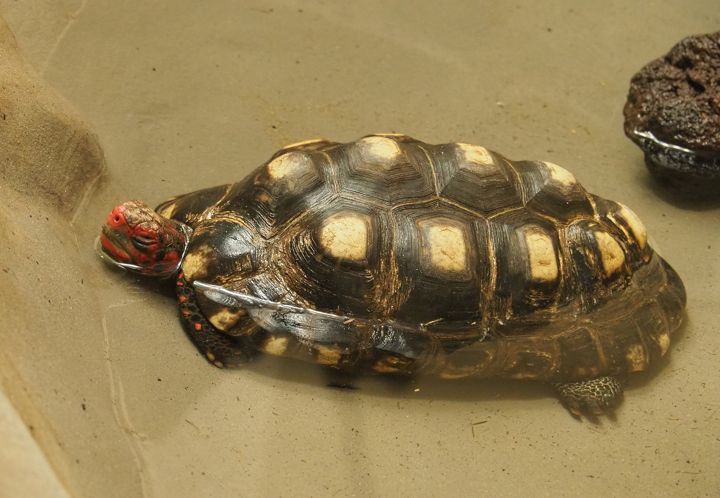 Red-footed tortoise (Chelonoidis carbonarius) in the pool, 2020-06-28