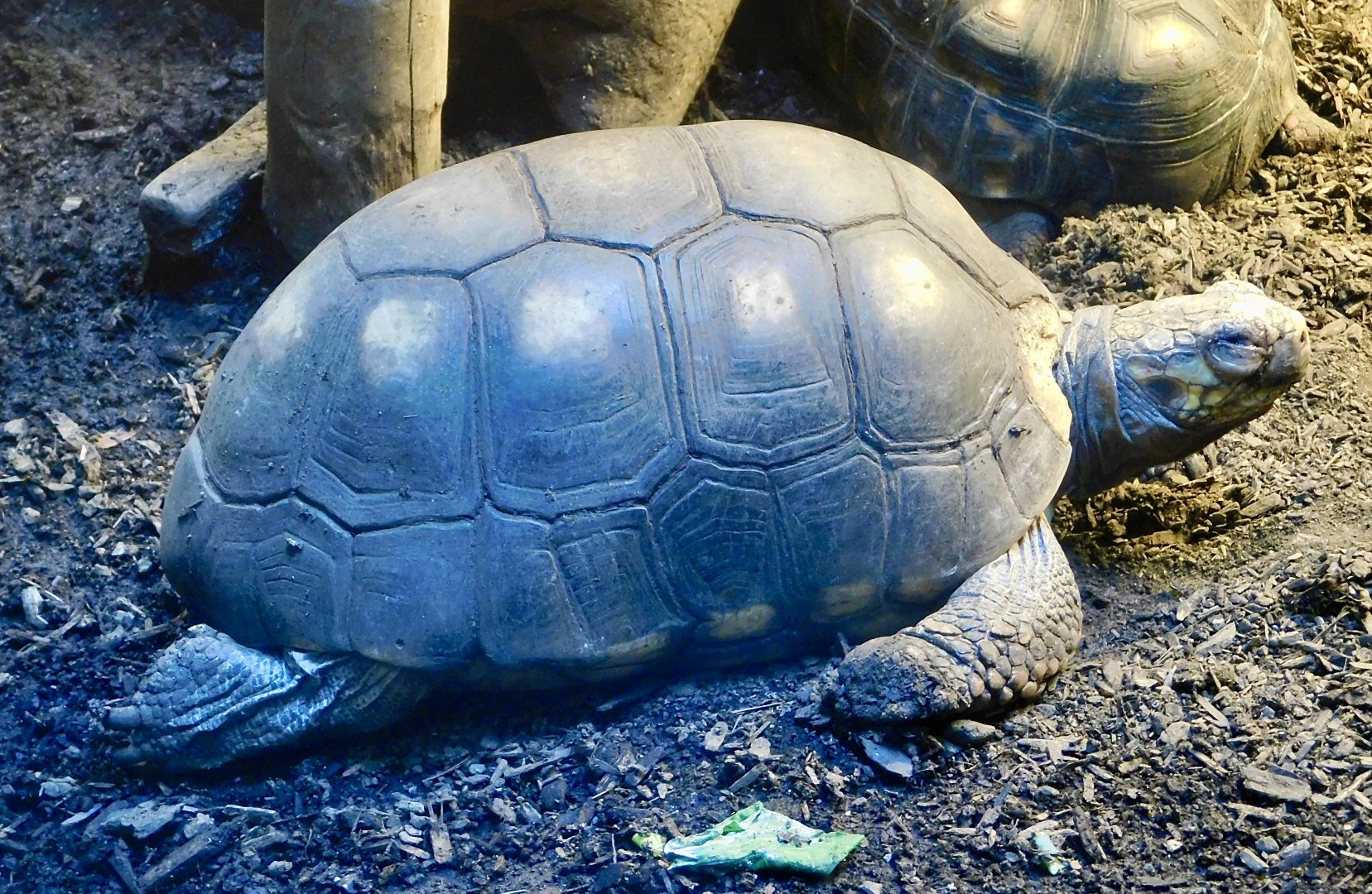 Red-Footed Tortoise (Chelonoidis carbonarius) - Kawasui Kawasaki Aquarium November 19, 2025
