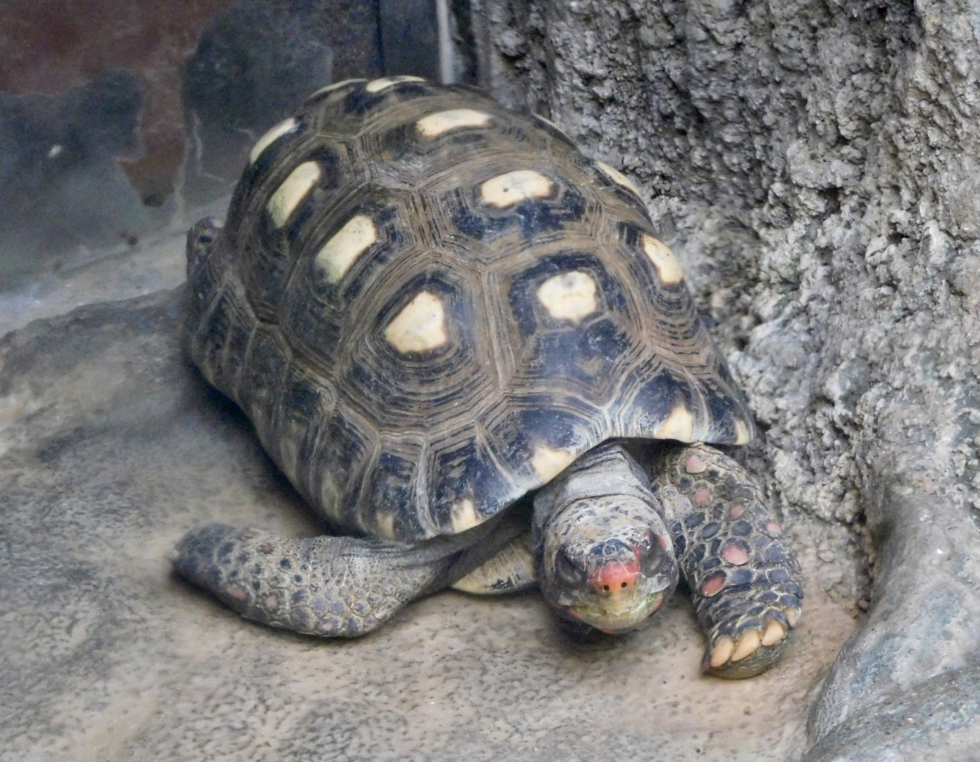 Red-Footed Tortoise (Chelonoidis carbonarius) November 29, 2025
