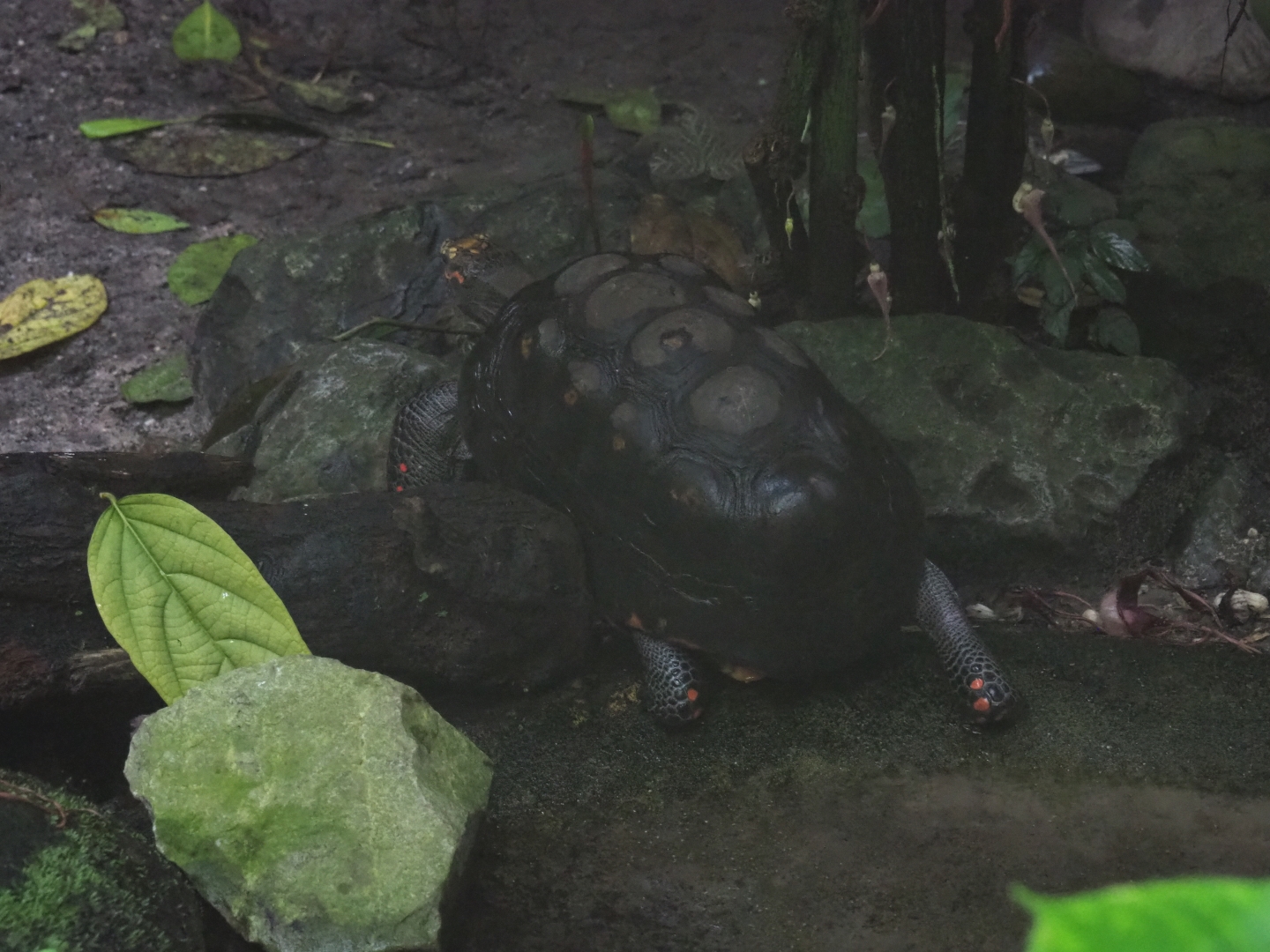 Red-footed tortoise (Chelonoidis carbonarius) taking a difficult route, Sep 16th, 2018