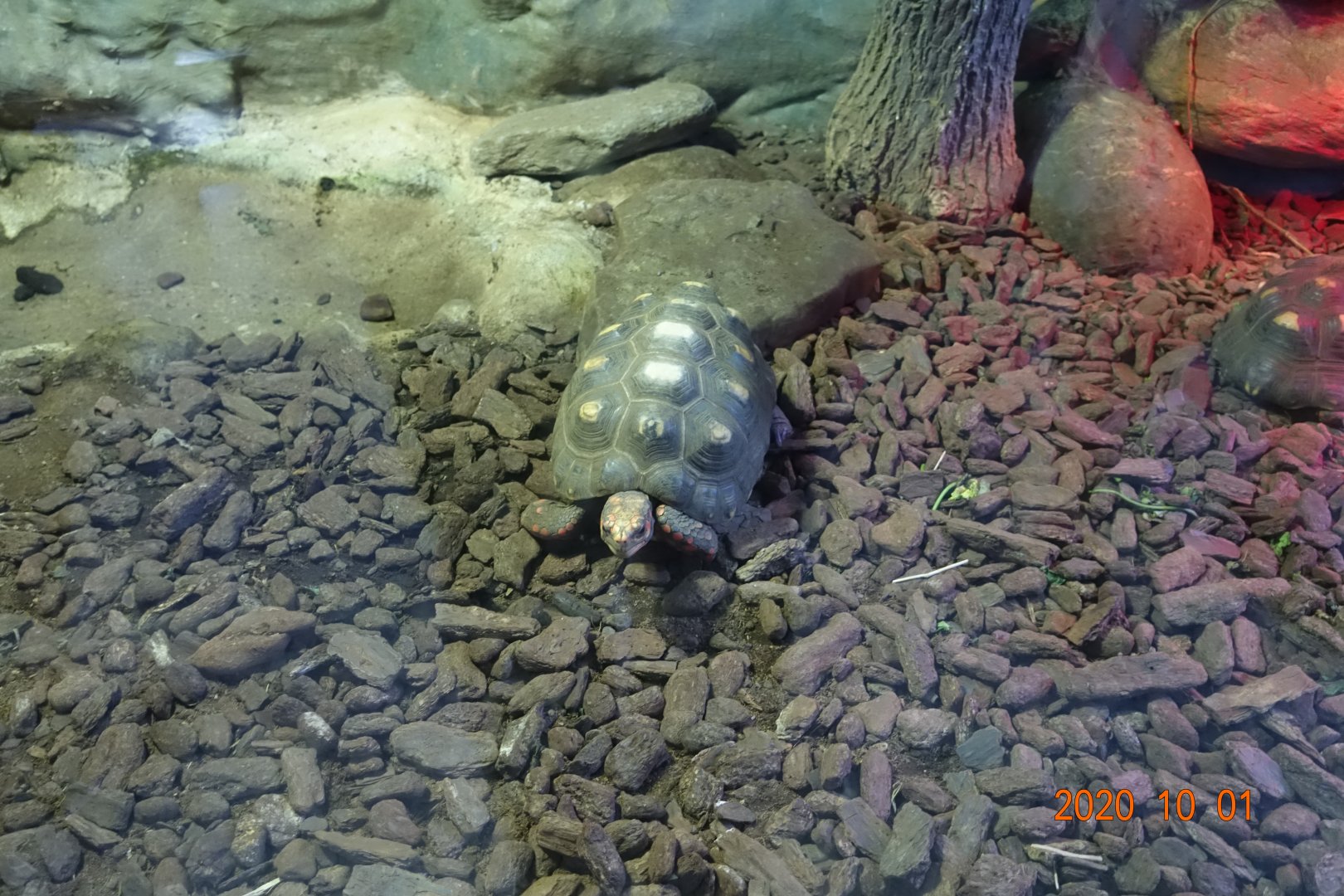 Red-footed Tortoise (Chelonoidis carbonarius)