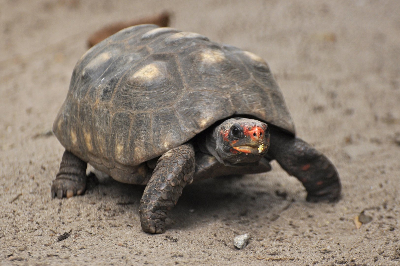 Red-footed tortoise (Chelonoidis carbonarius)
