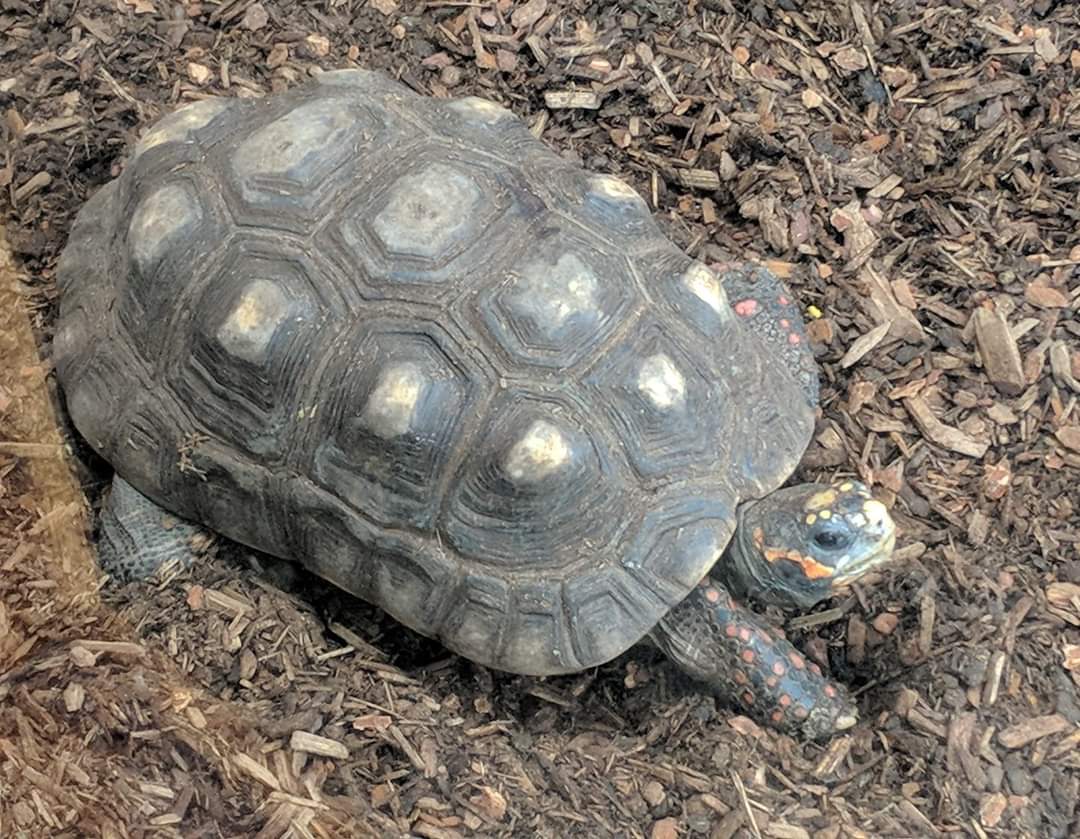 Red-footed tortoise (Chelonoidis carbonarius)