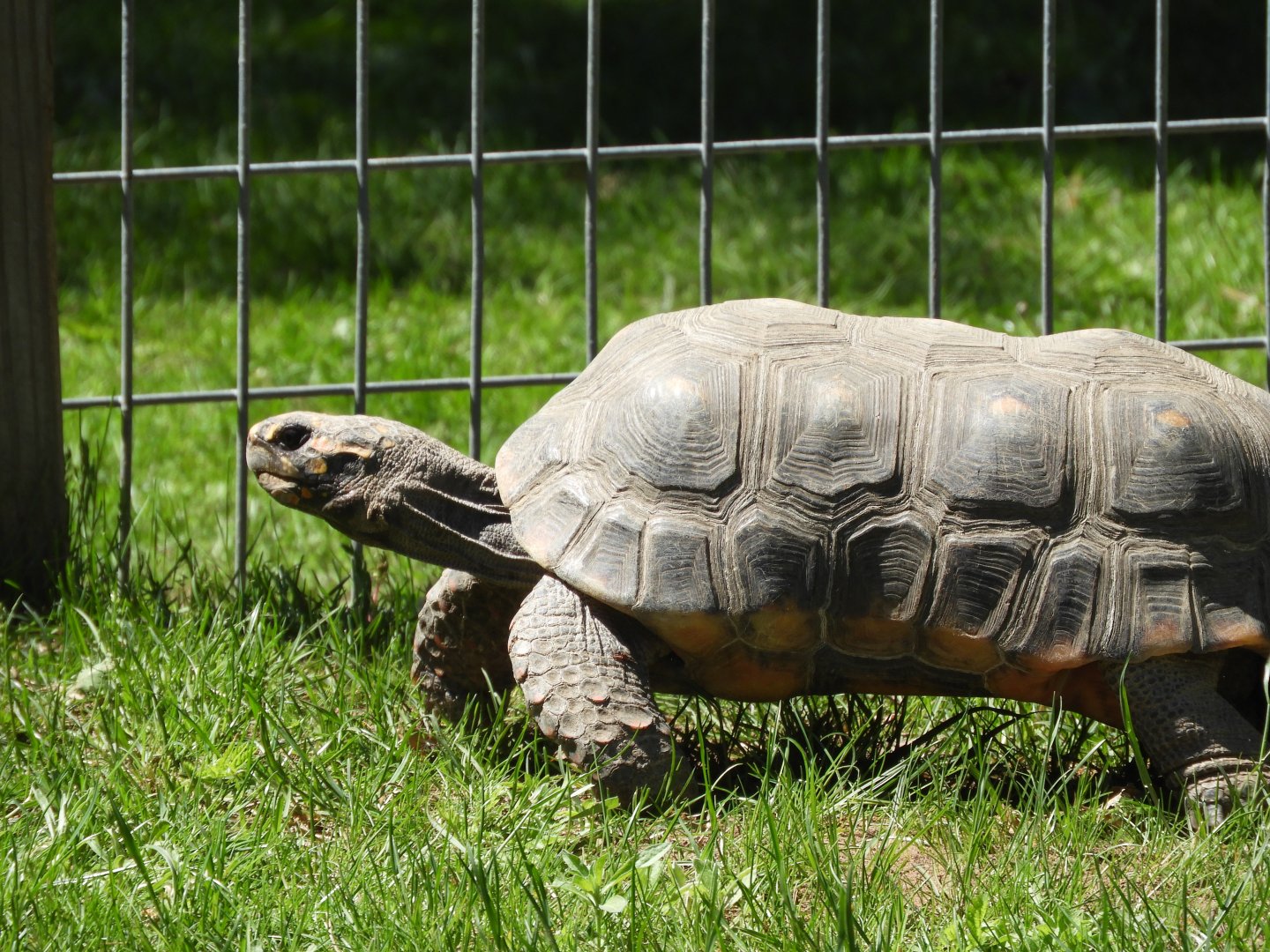 Red-footed Tortoise (Chelonoidis carbonarius)