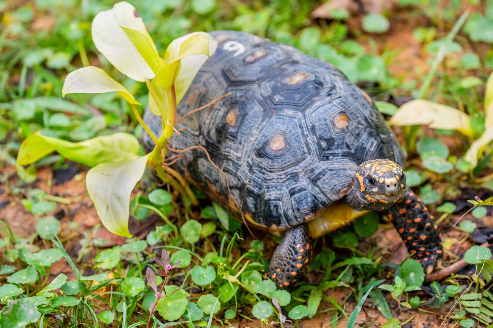 red-footed tortoise (Chelonoidis carbonarius)
