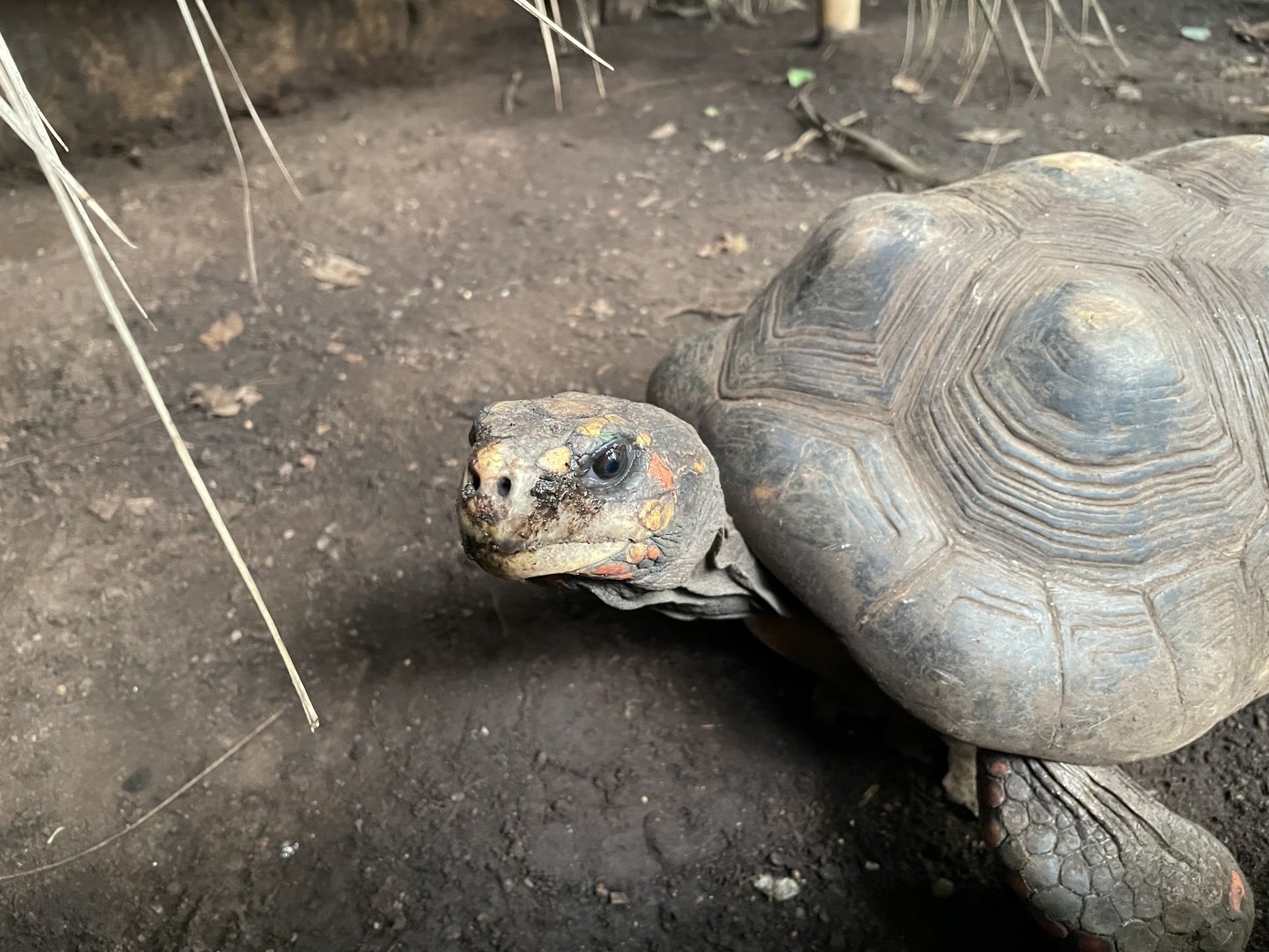 Red-footed Tortoise (Chelonoidis carbonarius)