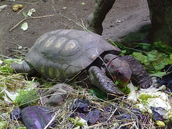 Red-footed tortoise (Chelonoidis carbonarius)