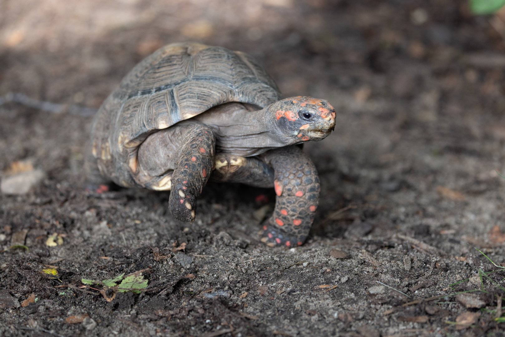Red-footed Tortoise (Chelonoidis carbonarius)