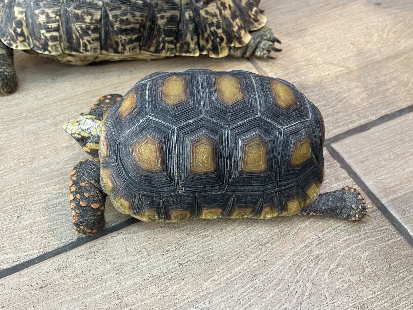 red-footed tortoise (chelonoidis carbonarius)