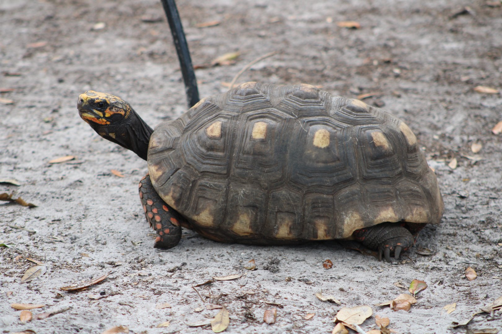 Red-Footed Tortoise (Chelonoidis carbonarius)
